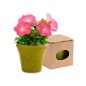 Pot with petunia seeds. Biodegradable.