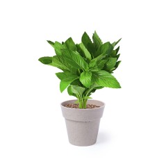 Ensemble de pots avec graines de menthe et de persil | Cadeaux gourma