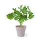 Mint and Parsley Seedling Pot Set