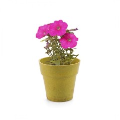 Pots de fleurs biodégradables avec pétunias | Cadeaux d'invité