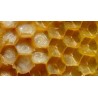 Royal Jelly of Spain (30 g)