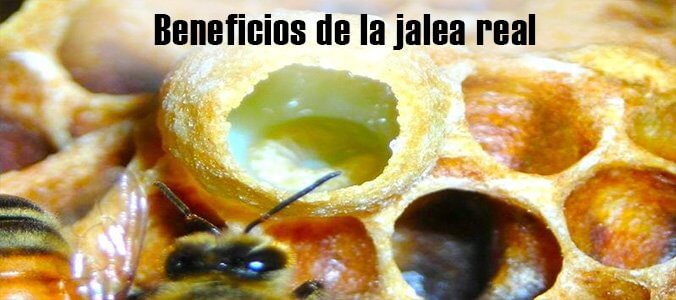 Beneficios de la jalea real