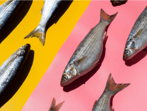 Diferencias entre anchoa y boquerón